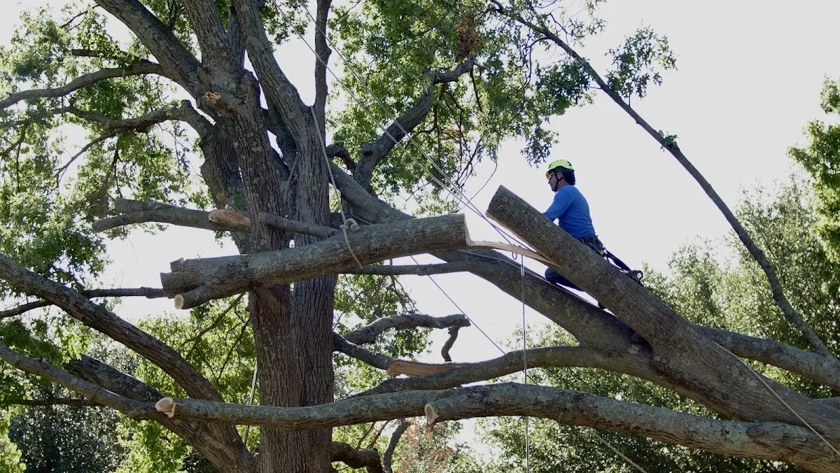 Professional Crown Thinning performed by certified arborists in Pineola